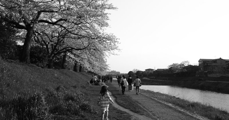 【文学エッセイ】古都の影 京都の桜―「細雪」谷崎潤一郎