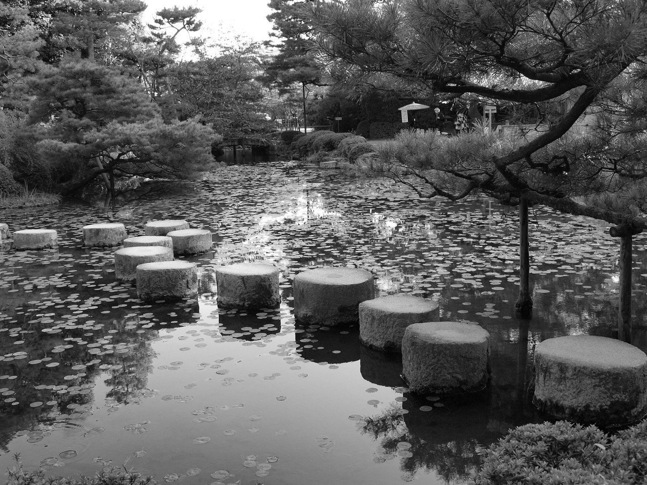 文学エッセイ】古都の影 京都の桜―「細雪」谷崎潤一郎｜寒竹泉美