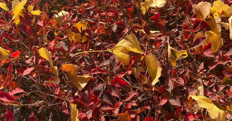 花と言葉 銀杏の葉 Gingo Biloba Sakico 咲 Note