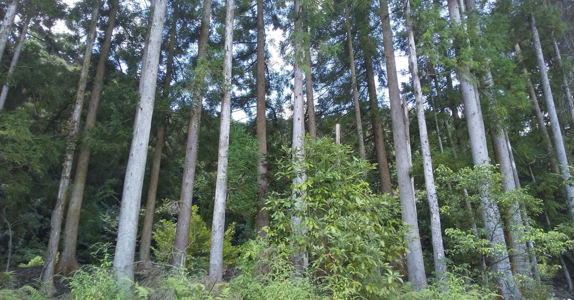 ガイアの夜明けーいま 木造 が大変貌 新技術が家と街を変える 12 01 Oa マッチロ 漫画が大好物 Note ガイアの夜明けーいま 木造 が大変貌 新技術が家と街を変える 12 01 Oa マッチロ 漫画が大好物 Note