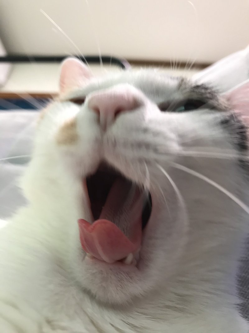 にゃんこ の あくび ココ次郎 Note