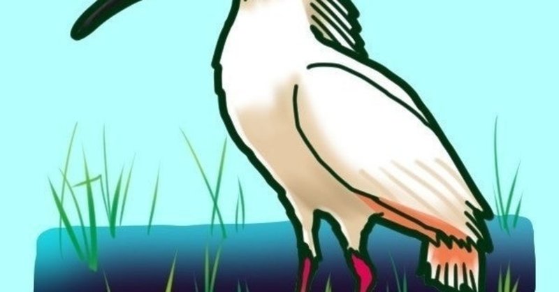 佐渡トキマラソン の新着タグ記事一覧 Note つくる つながる とどける