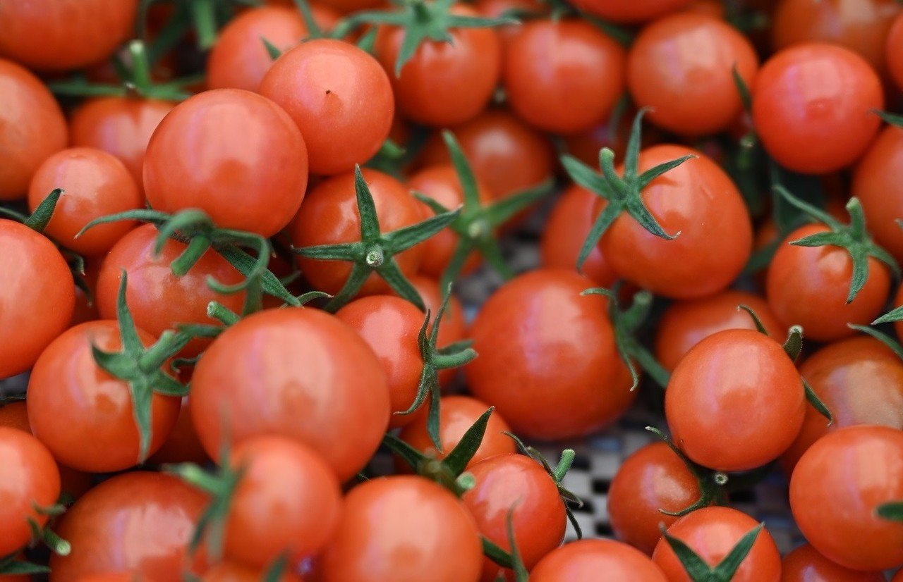開催終了 Zoom配信 1 17 日 10時半 美味しいトマトの秘密とは きほくこだわり塾 三重県紀北町 きほくる 紀北町魅力ナビ Note