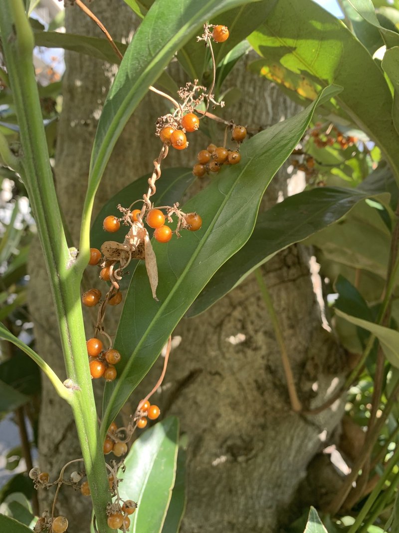 ドライフラワーで遊ぶ Maco Note
