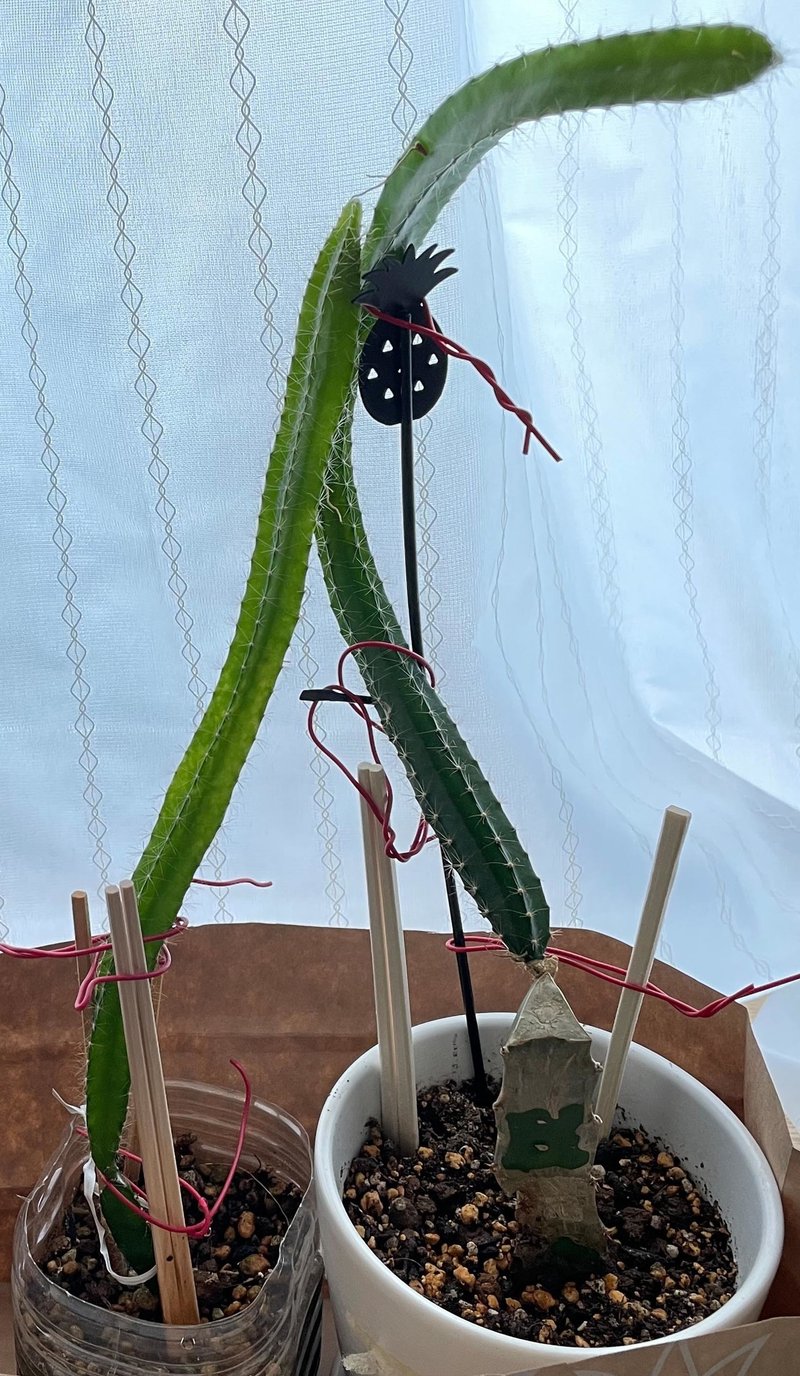 ドラゴンフルーツの虫駆除に向けて 鉢植えを水に沈めてみました Calancolon Note ドラゴンフルーツの虫駆除に向けて 鉢植えを水に沈めてみました Calancolon Note