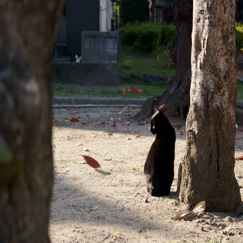 SONY α350・MINOLTA AF ZOOM xi 28-105mmF3.5-4.5｜夢望庵 / Mubou-an