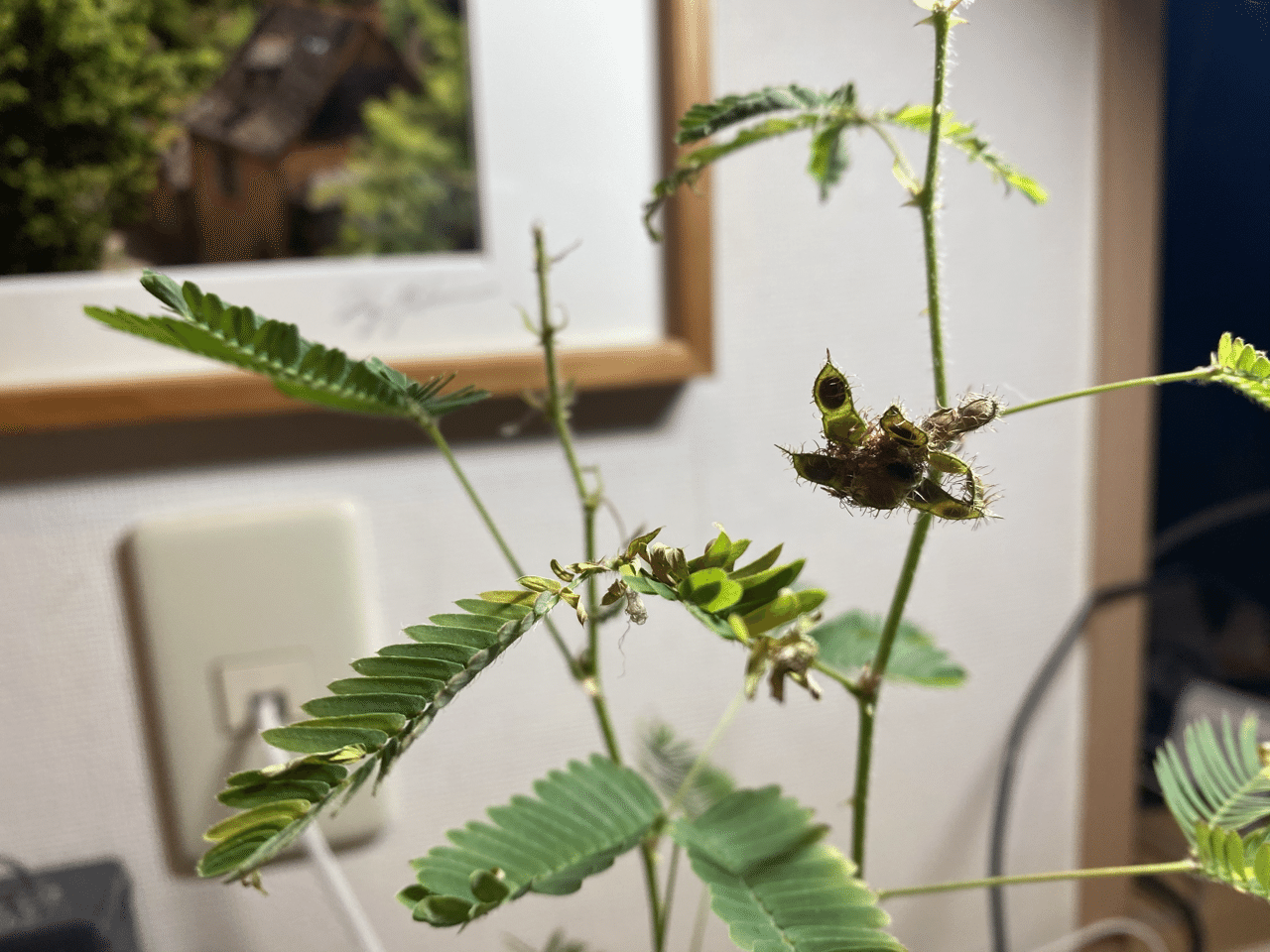 雑記 80 その後の我が家のオジギソウ レモン ブルーベリー Yayayasu Note