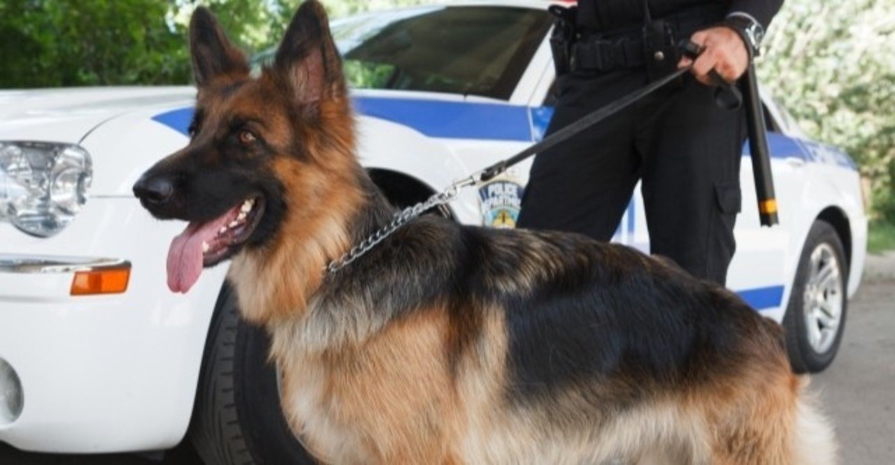 ジャーマン シェパード ドッグってどんな犬 犬の飼い主サポートのplam Note ジャーマン シェパード ドッグってどんな犬 犬の飼い主サポートのplam Note