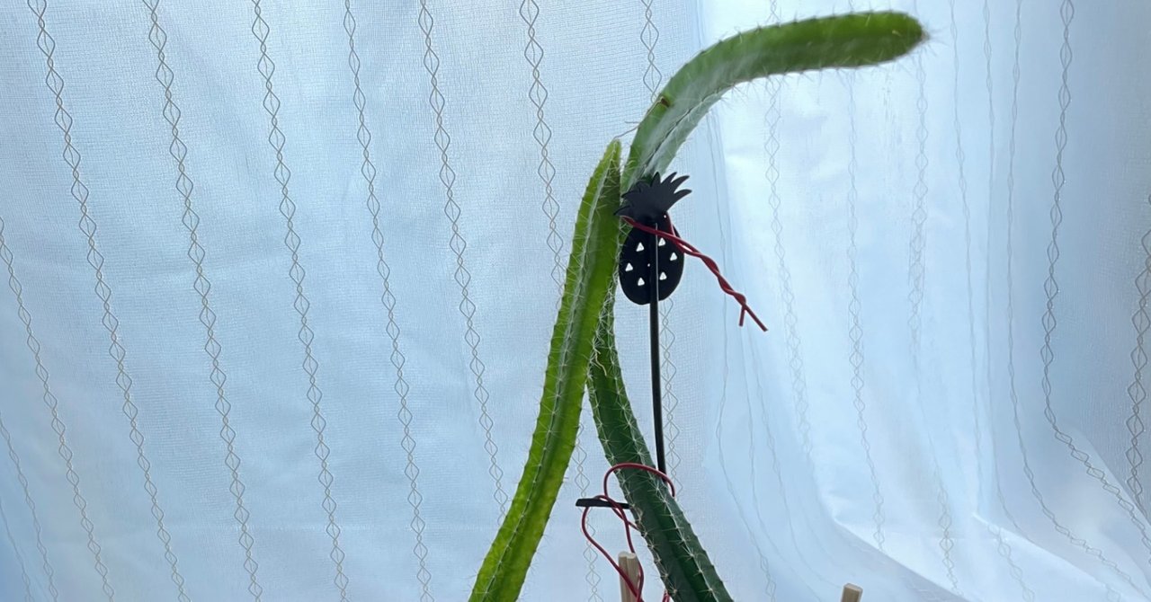 ドラゴンフルーツの虫駆除に向けて 鉢植えを水に沈めてみました Calancolon Note