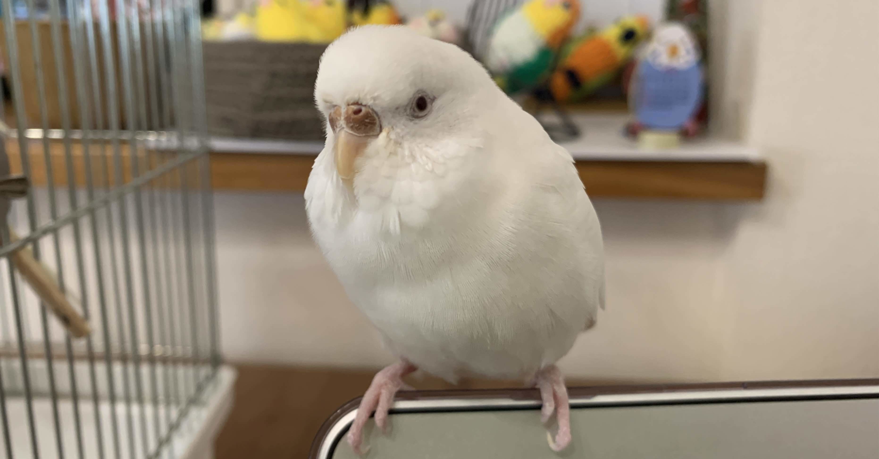 鳥は飼い主の声が好き インコまるけ Note 鳥は飼い主の声が好き インコまるけ Note