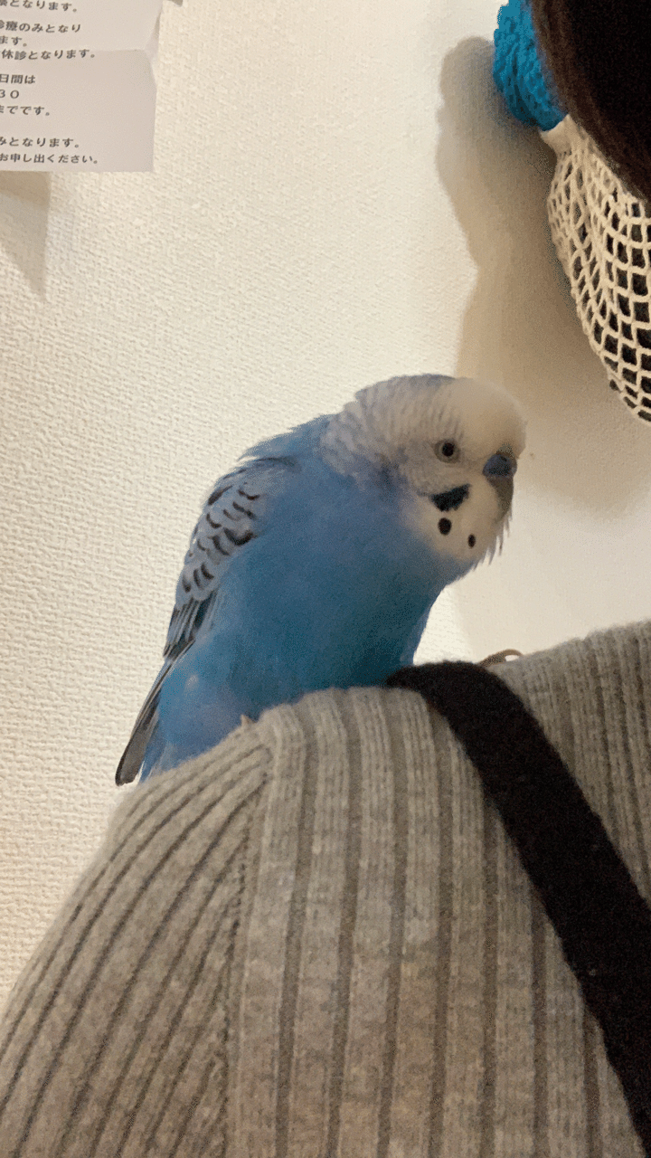 鳥は飼い主の声が好き インコまるけ Note 鳥は飼い主の声が好き インコまるけ Note