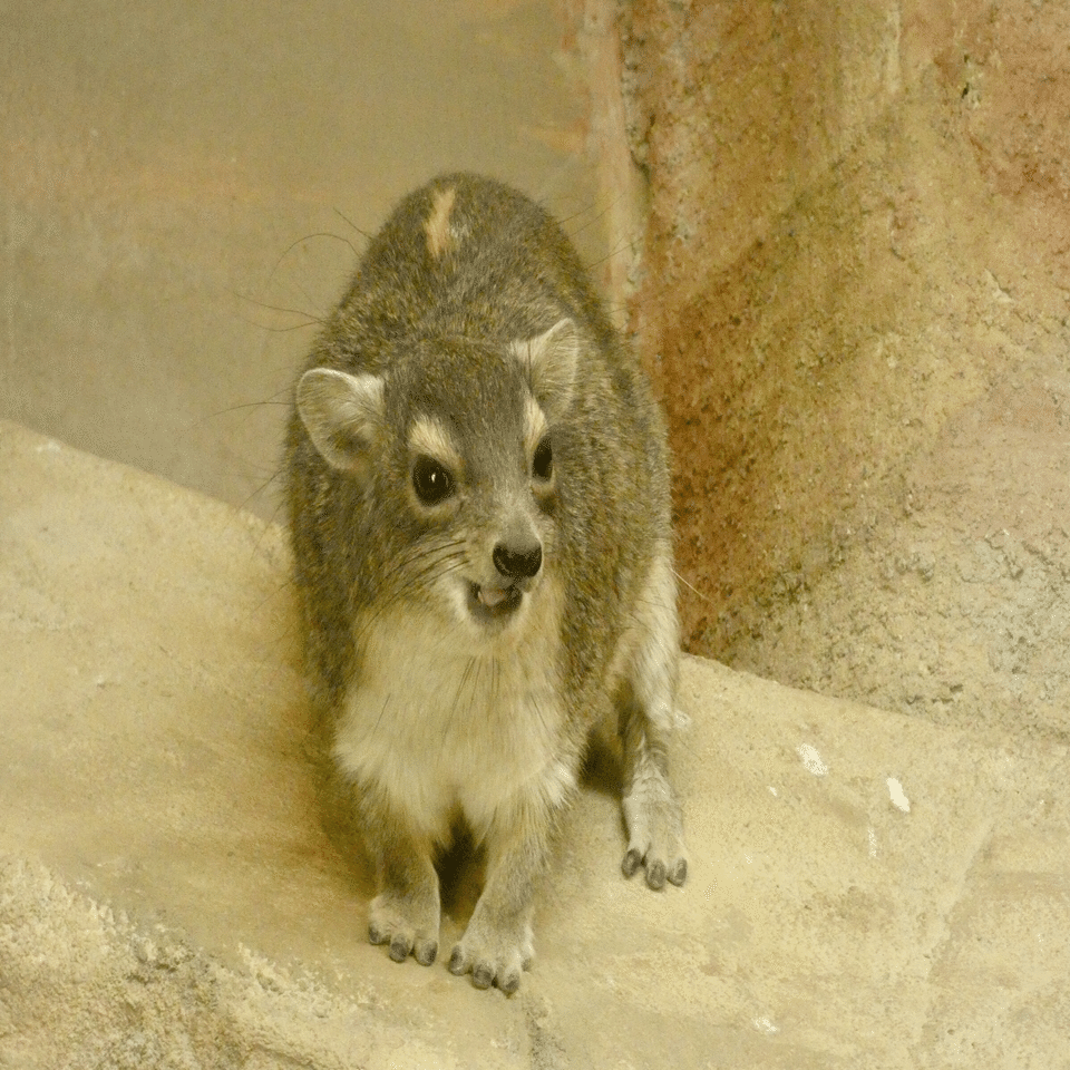 新小動物舎 Ecoハウチュー 埼玉県こども動物自然公園 ズッキー Note