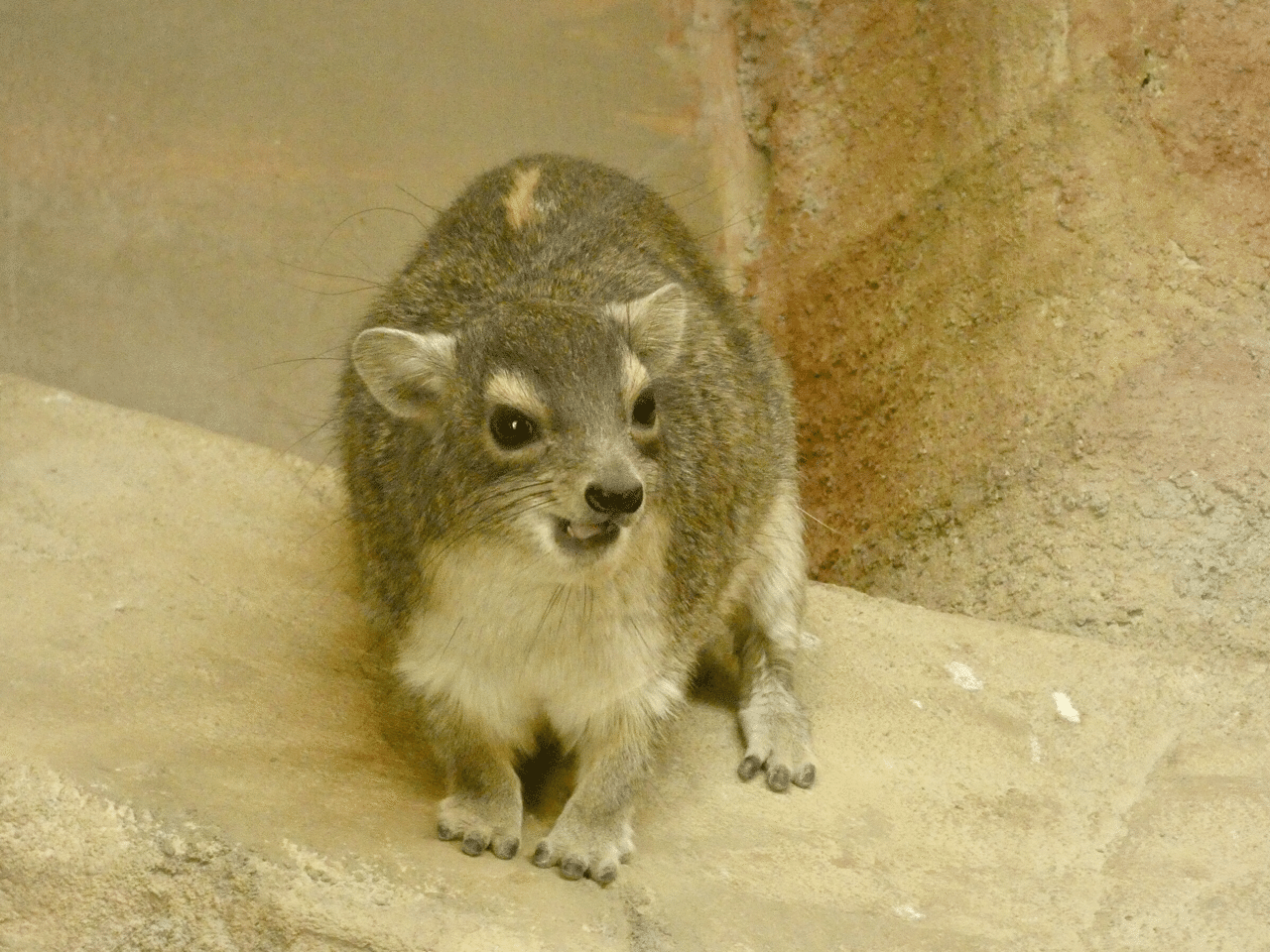 新小動物舎 Ecoハウチュー 埼玉県こども動物自然公園 ズッキー Note 新小動物舎 Ecoハウチュー 埼玉県こども動物自然公園 ズッキー Note