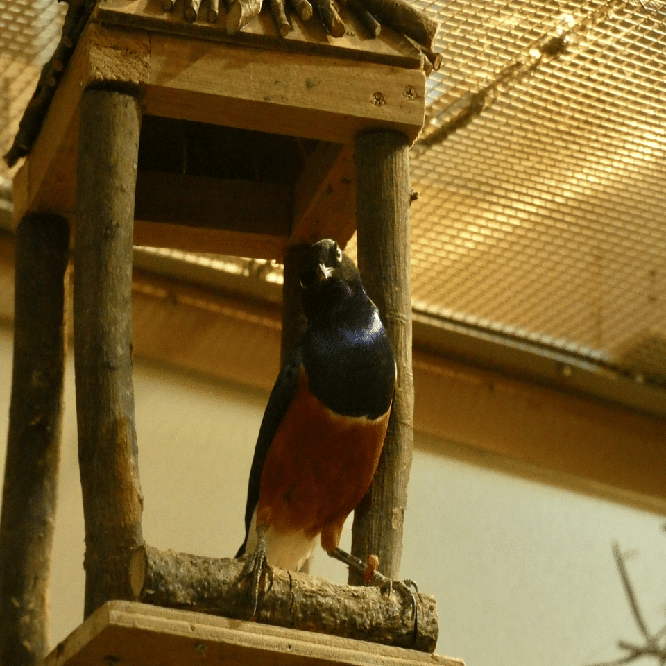 新小動物舎 Ecoハウチュー 埼玉県こども動物自然公園 ズッキー Note