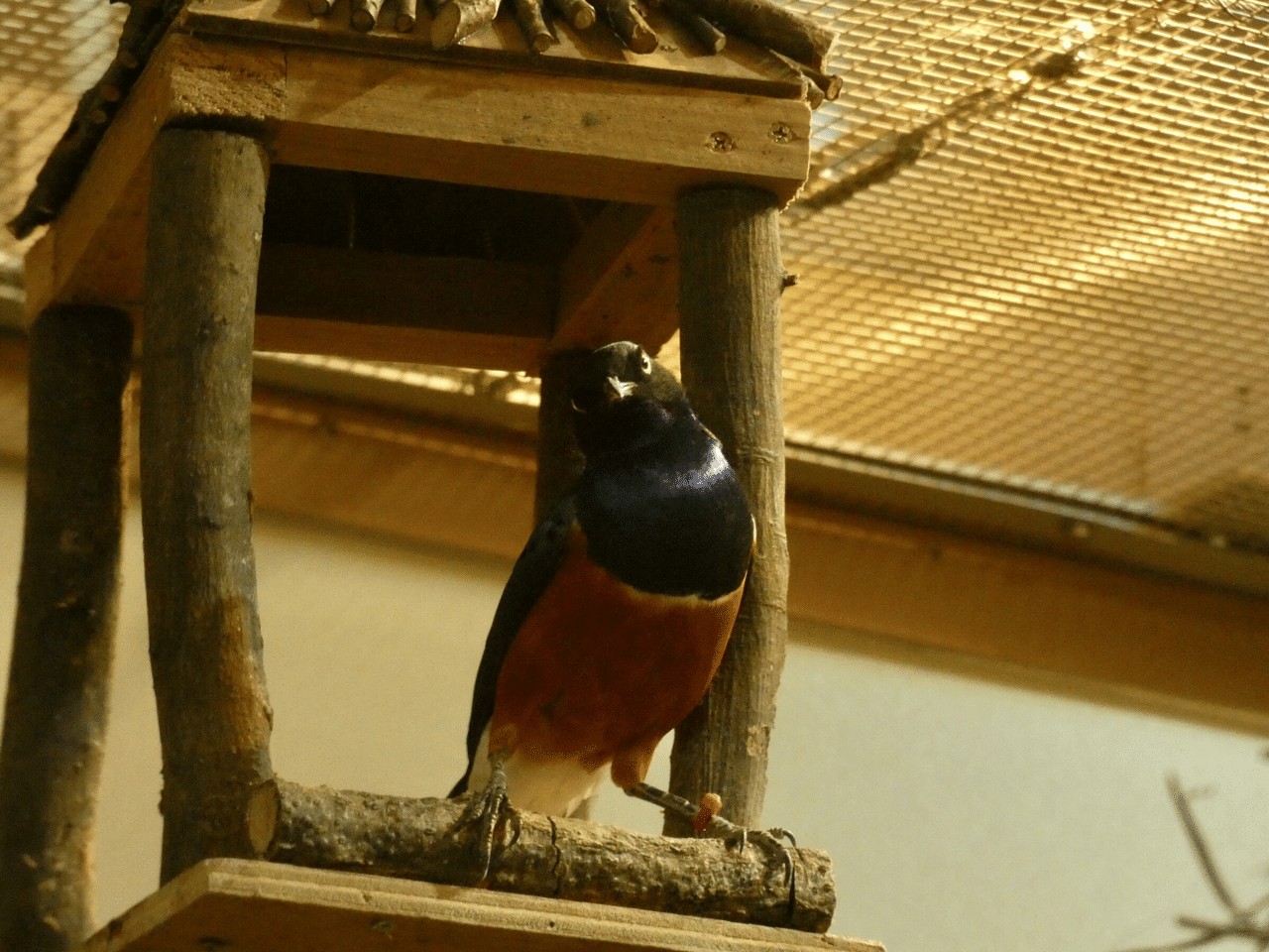 新小動物舎 Ecoハウチュー 埼玉県こども動物自然公園 ズッキー Note 新小動物舎 Ecoハウチュー 埼玉県こども動物自然公園 ズッキー Note