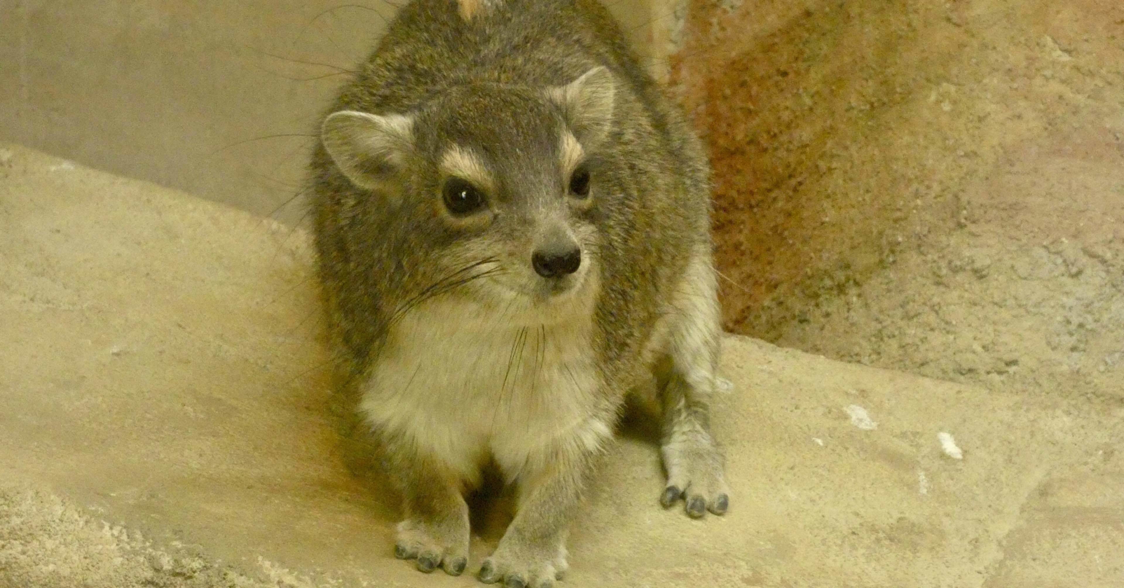 新小動物舎 Ecoハウチュー 埼玉県こども動物自然公園 ズッキー Note