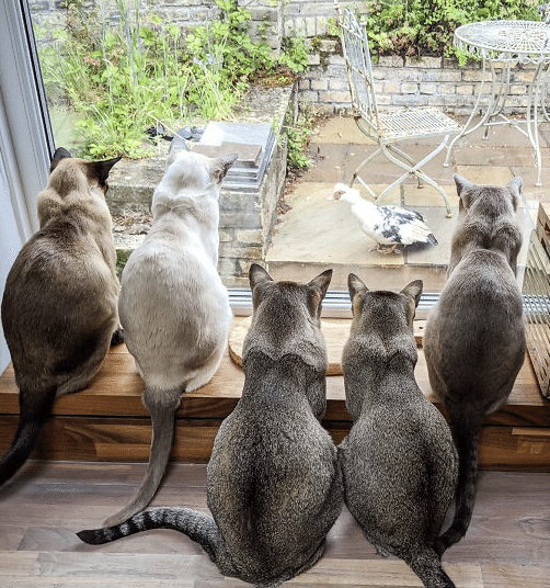 コメディーペット写真賞 (3)|ノリノリ|note