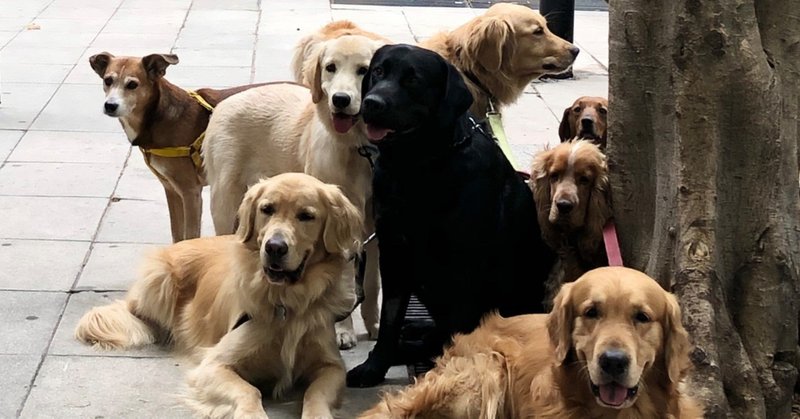 発声について犬の声から学べば声は良くなってあなたの英語は通じやすくなる 英語コーチひろみ Note