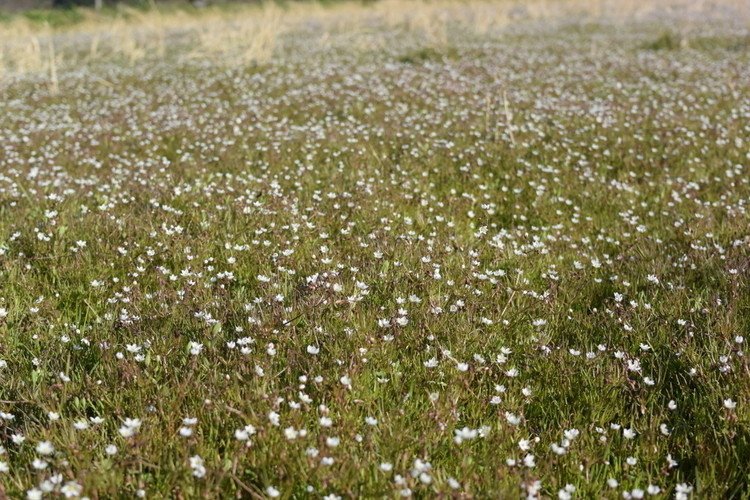 一つひとつの花が、ちゃんと星の形。