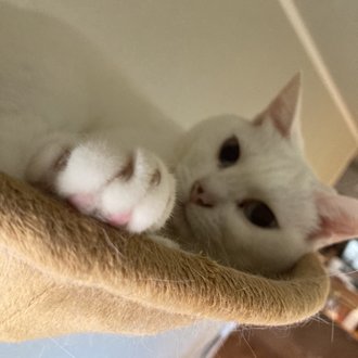 昼下がりのにゃんこ A Naughty Cat In The Afternoon Note