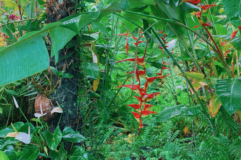 ボランティアから リアルな英語と自信を手に入れた話し Mike 移民ヨギー Note