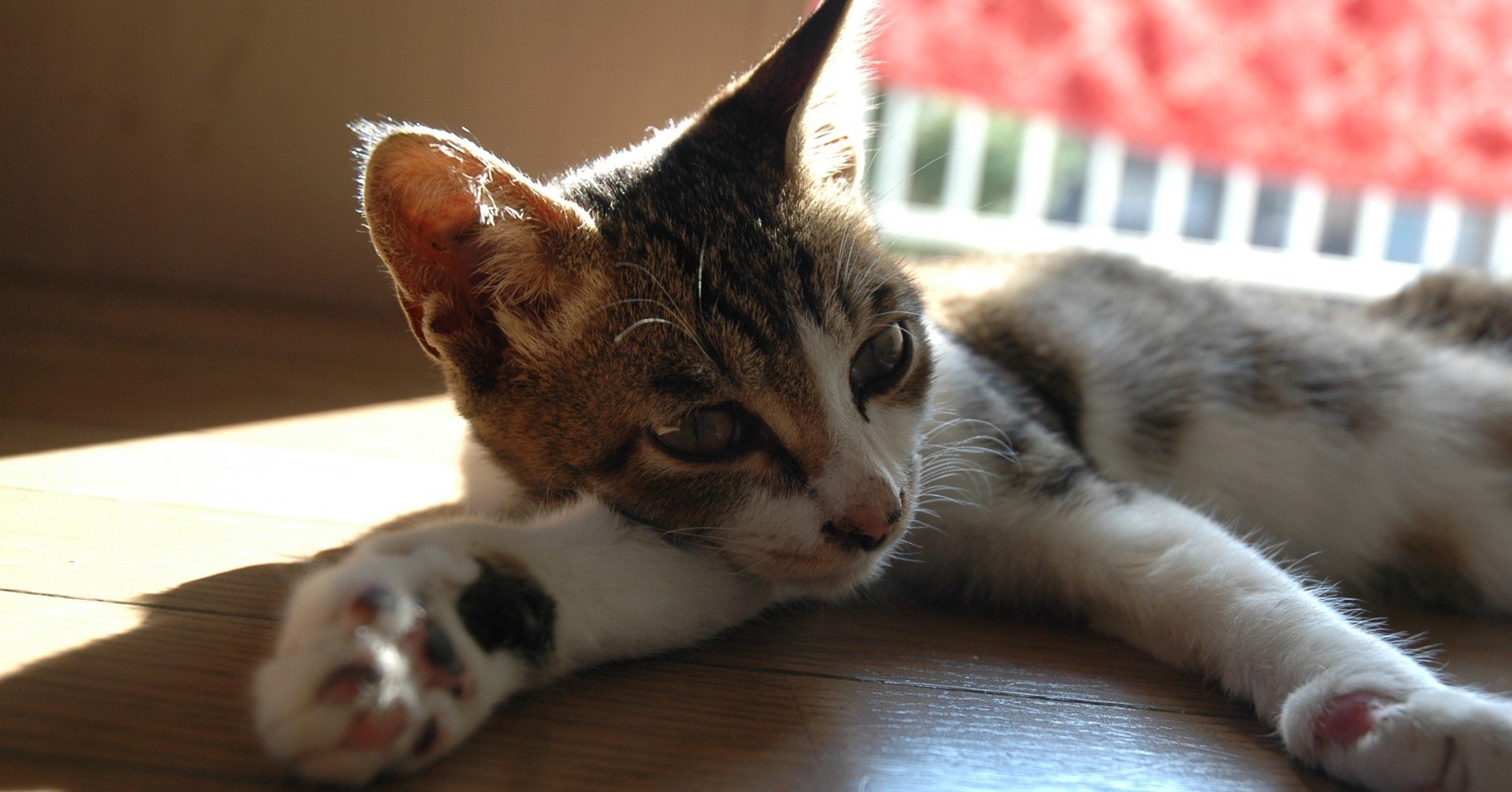 もともと猫嫌いだった僕が こんな感じになってしまった という話 Takashi Oomura Note もともと猫嫌いだった僕が こんな感じになってしまった という話 Takashi Oomura Note