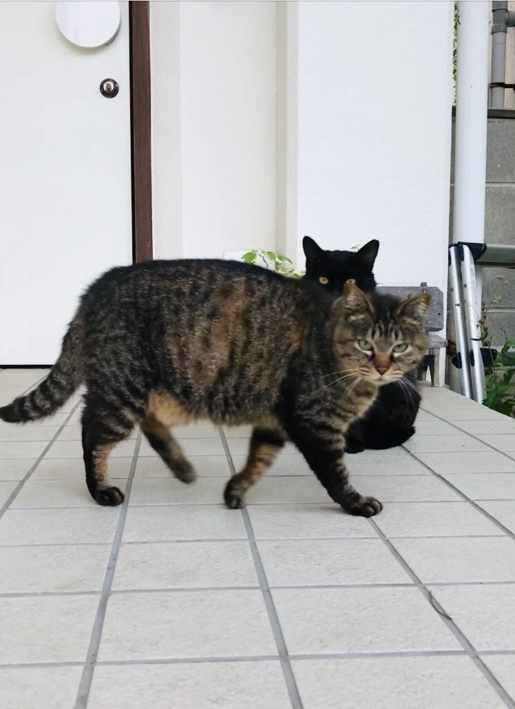 もともと猫嫌いだった僕が こんな感じになってしまった という話 Takashi Oomura Note