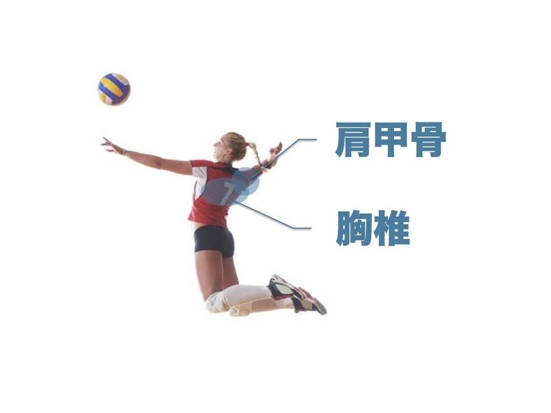 バレー選手で多い肩の痛み予防 L Fit Note バレー選手で多い肩の痛み予防 L Fit Note