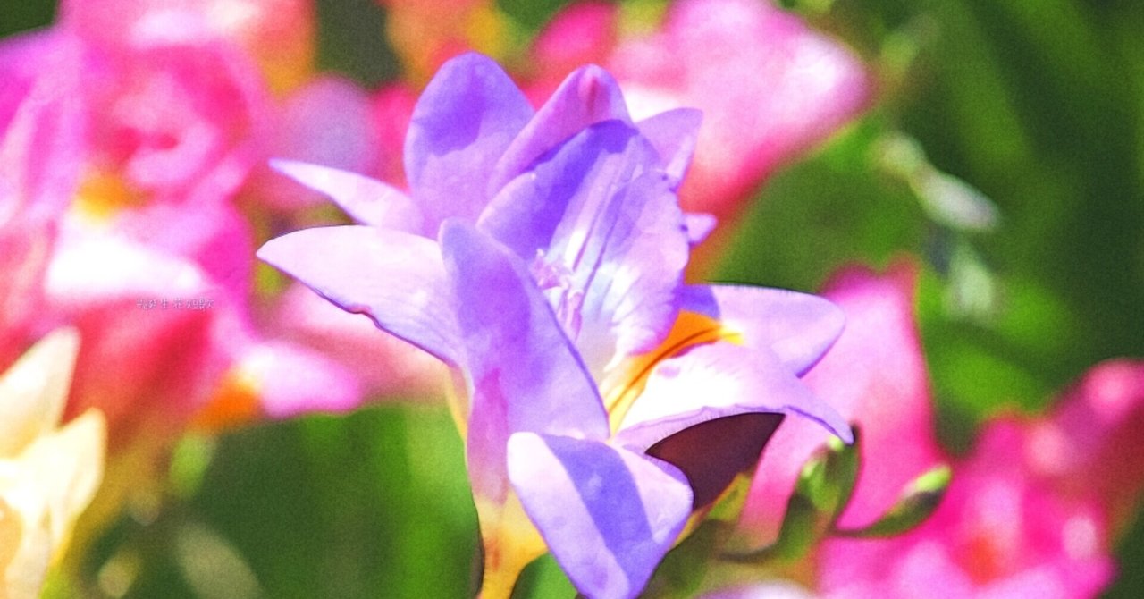 12月17日 誕生花は香雪蘭 誕生花短歌 御子柴 流歌 Note