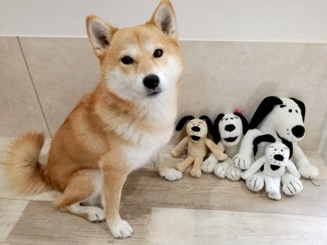 犬の社会性を知ろう 犬の飼い主サポートのplam Note