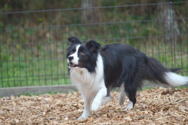 ボーダー コリーってどんな犬 犬の飼い主サポートのplam Note ボーダー コリーってどんな犬 犬の飼い主サポートのplam Note