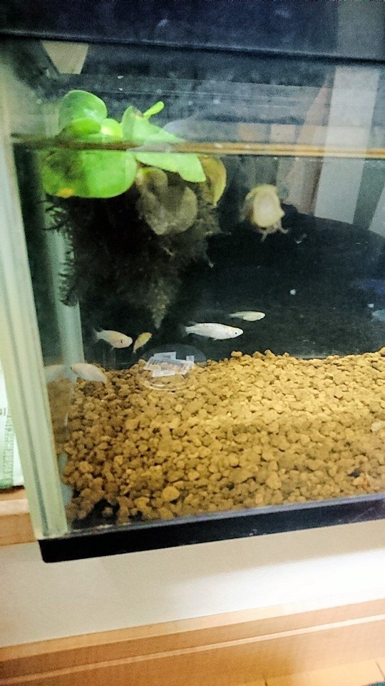 室内でメダカ飼ってみた ౪ おじたんマン Note 室内でメダカ飼ってみた ౪ おじたんマン Note
