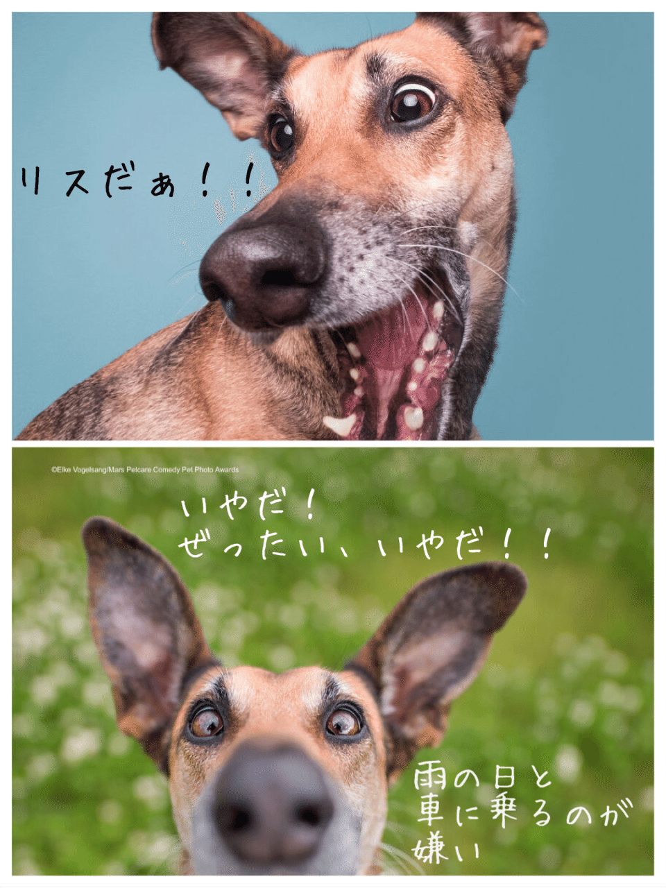 コメディーペット写真賞 3 ノリノリ Note