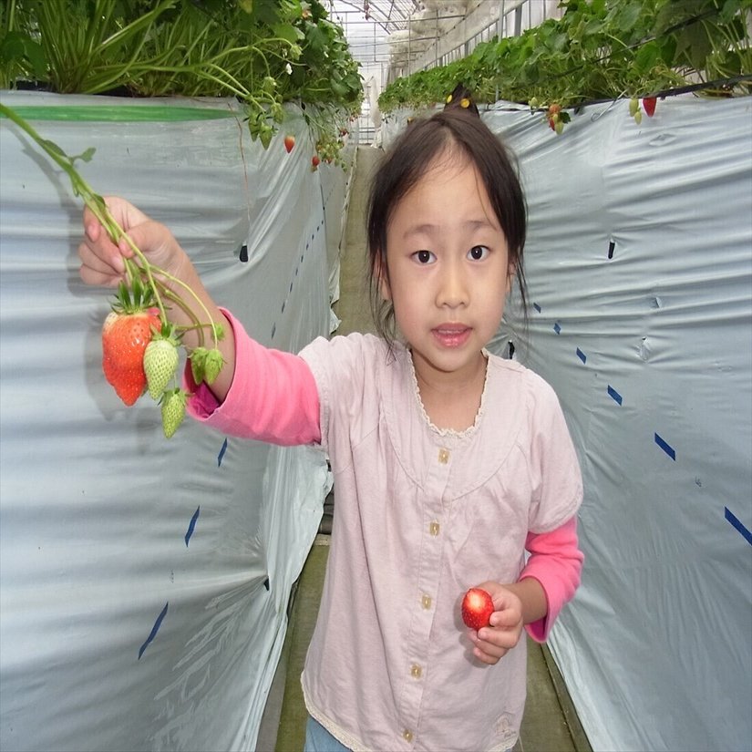 タイ人女性ってなぜか妙にイチゴが好き 在住歴年が話したい本当のタイと見てきたこととうまい話と Note