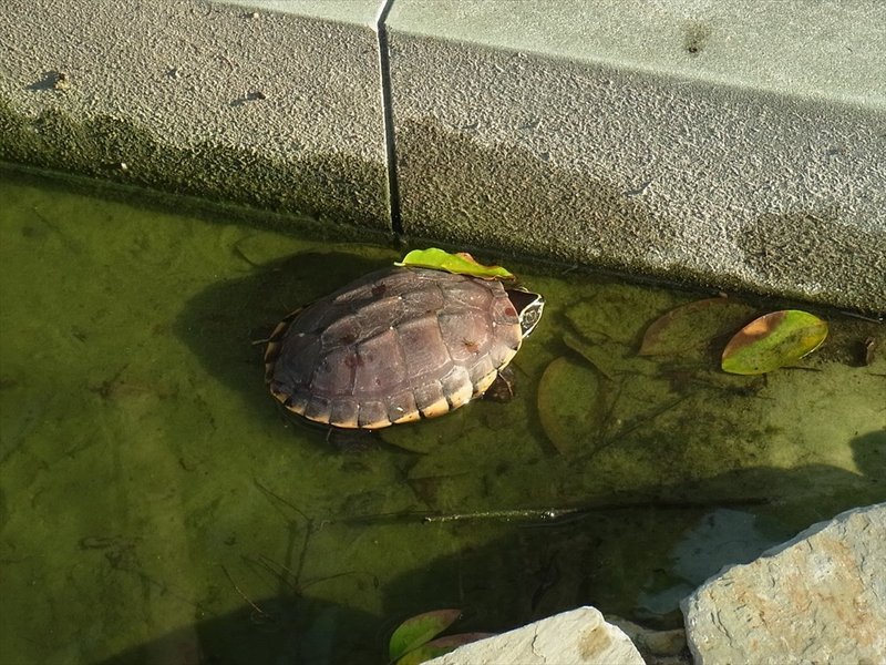 タイは危険がいっぱい そこら中に危険生物アリ 在住歴年が話したい本当のタイと見てきたこととうまい話と Note タイは危険がいっぱい そこら中に危険生物アリ 在住歴年が話したい本当のタイと見てきたこととうまい話と Note