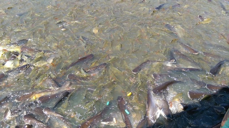 タイは危険がいっぱい そこら中に危険生物アリ 在住歴年が話したい本当のタイと見てきたこととうまい話と Note