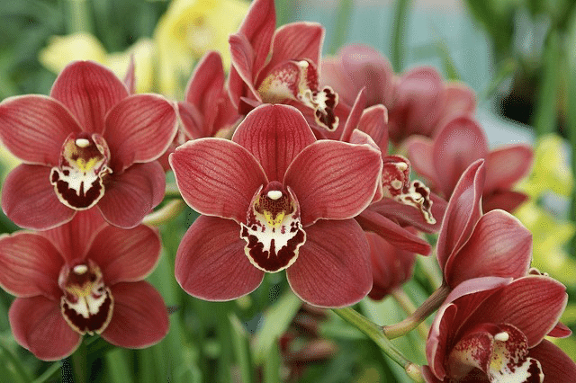 12月18日お誕生日の方おめでとうございます 今日の誕生花の花言葉は シンビジウム 飾らない心 素朴 高貴な美人 華やかな恋 今日も素敵な1日になりますように 誕生花 Monste Monstera18 Note
