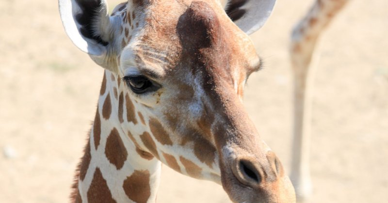 きりんの まつげ きりん野まつげ Note