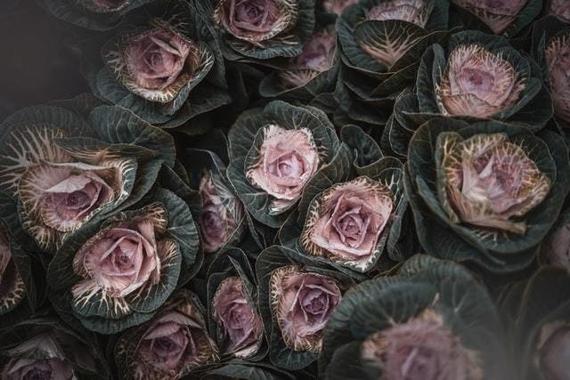 葉牡丹の花言葉 Note