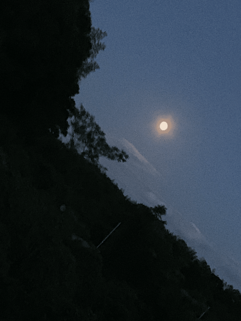 捨てられたマールボロと まる Note