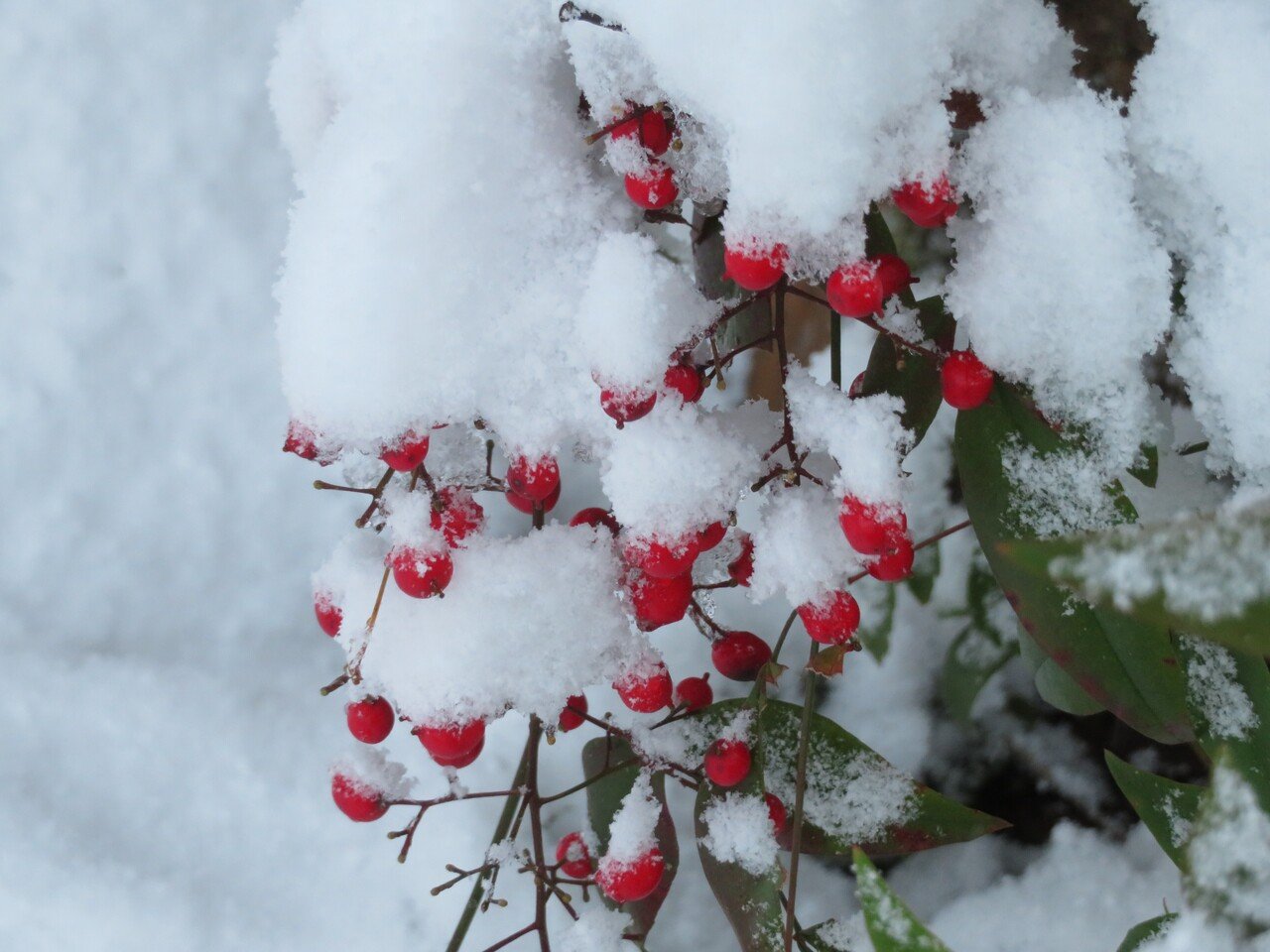 南天には雪が似合います これで晴天なら雪兎と戯れるところ 大雪で大変なことになっています 時間切れ体力切れで薔薇の冬 支度が不完全だったので 毎日ハラハラしています なんとか折れないで生き延びて欲しい 足袋猫 Note