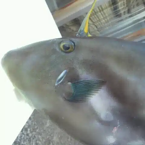 かんな