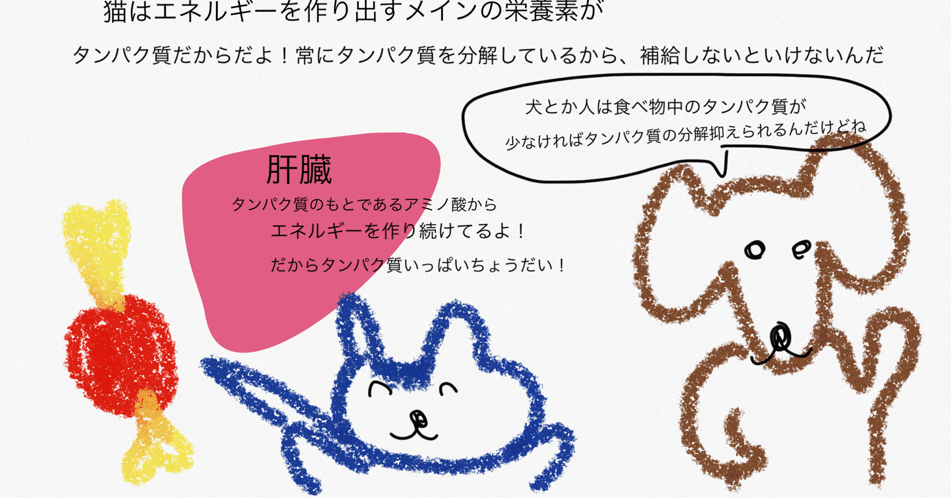 犬と猫のフードを分けなければいけないのはどうして 肝酵素のおはなし 獣医師ふーの 獣医さんとやってみよう自由研究 Note 犬と猫のフードを分けなければいけないのはどうして 肝酵素のおはなし 獣医師ふーの 獣医さんとやってみよう自由研究 Note