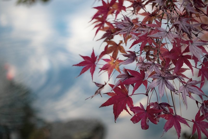 （リサイズ）20201204風景_0020(久留米市美術館、紅葉）