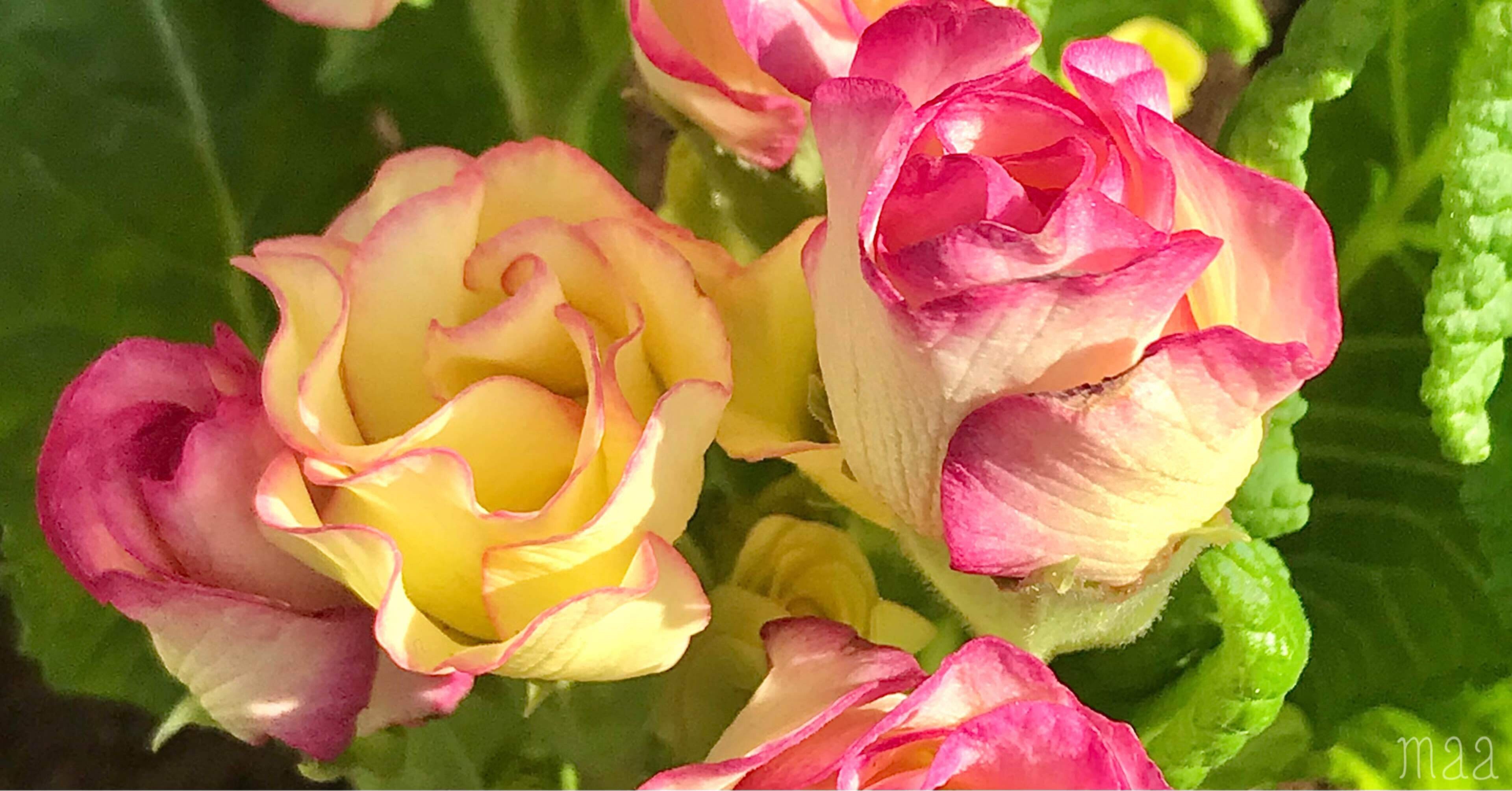 バラ咲きプリムラジュリアン Maa Note