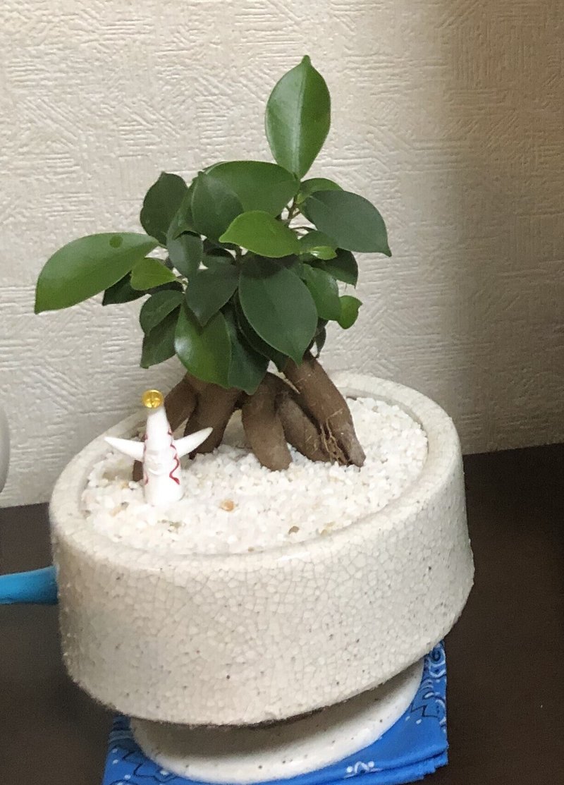 買って良かったガジュマル うめばち Note 買って良かったガジュマル うめばち Note