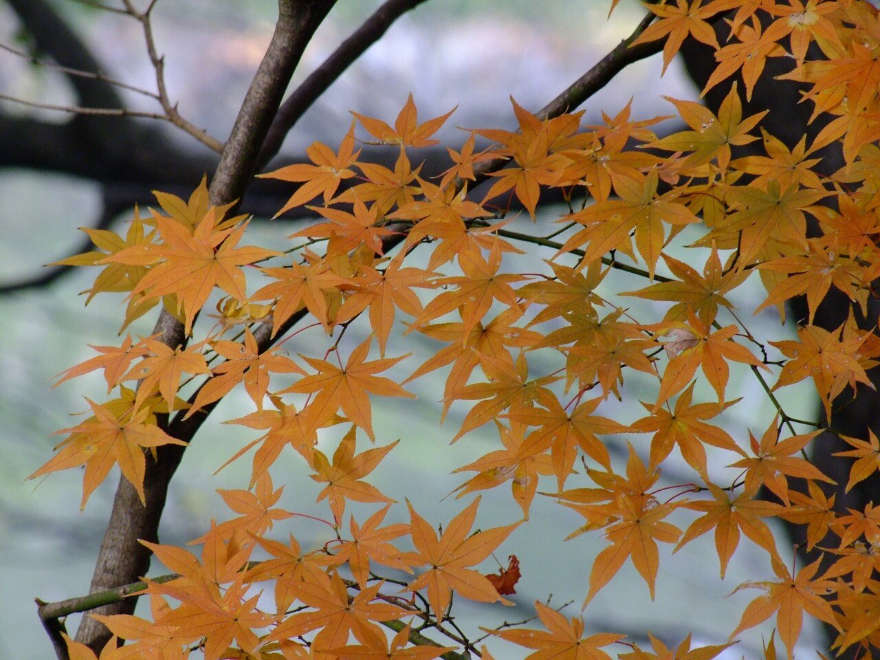 神奈川県立三ツ池公園 紅葉 Popodoll Note 神奈川県立三ツ池公園 紅葉 Popodoll Note