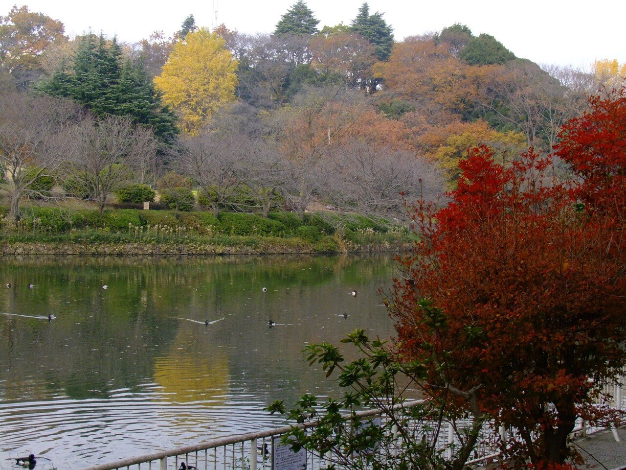 神奈川県立三ツ池公園 紅葉 Popodoll Note 神奈川県立三ツ池公園 紅葉 Popodoll Note