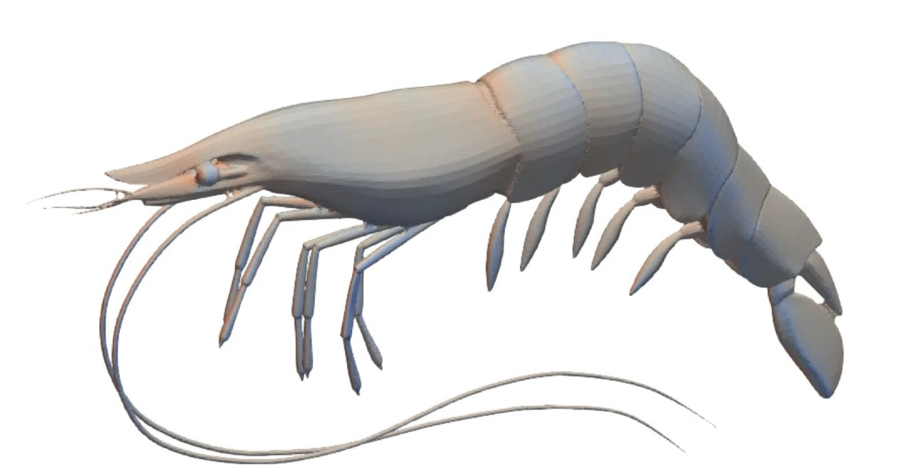 Analyzing the flow around a shrimp｜CAEエンジニア