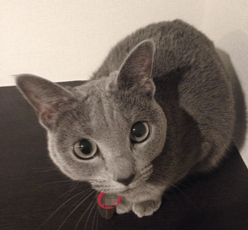 愛猫が糖尿病に 毎日注射を打つのがツラすぎ 食べさせ過ぎ注意 おむ 学び グラレコ Note